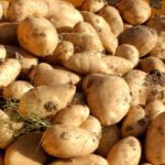 Nace Edurne, una nueva variedad de patata con nombre propio creada por Neiker