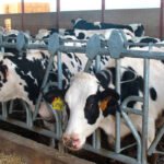 El sector lácteo no aguanta más: Exigen un acuerdo producción-industria-distribución para hacer frente a la grave crisis