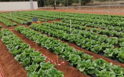 Influencia de distintos sistemas de semiforzado sobre la eficiencia en el uso de agua de riego en cultivos hortícolas al aire libre