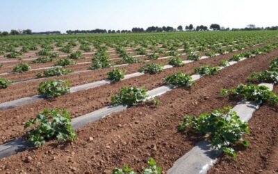 El sector del melón y la sandía de CL-M confía en la exportación para elevar precios
