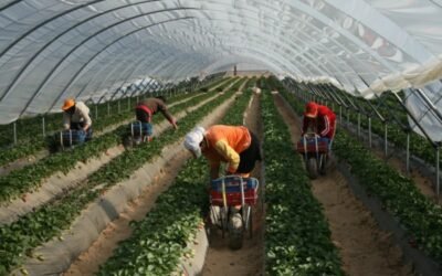 Huelva cierra la campaña de la fresa con un 8% más de producción