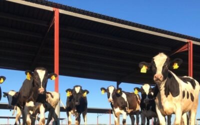 Las enfermedades emergentes y reemergentes y su impacto en la ganadería