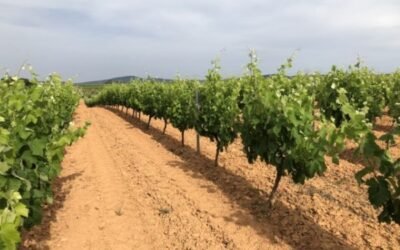 Karbicure y Award, dos nuevas soluciones de Certis para el cultivo de la viña