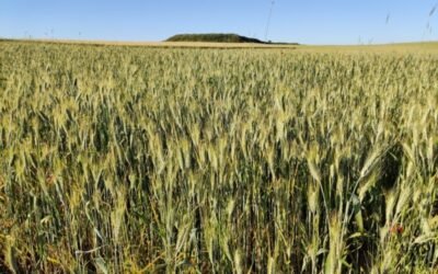 Abonados ya 35 M€ en indemnizaciones por daños en cultivos herbáceos