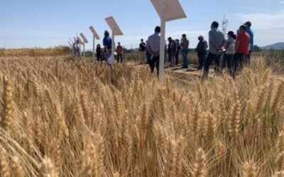Jornada de formación en prácticas agrícolas sostenibles para un mejor cultivo de cereal