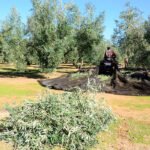 El Ministerio comienza la consulta pública para la actualización normativa de los sectores oleícola y remolachero