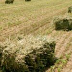 Se ha comenzado a cosechar el trigo de regadío en León mientras la paja sigue en caída libre