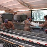 Otro sector que está al borde del abismo: La crisis de costes lleva a la ruina a los ganaderos de conejo