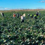 Acusan a Trabajo de «amenazar» con inspecciones y sanciones de hasta 800.000€ si no se controlan los golpes de calor en el campo