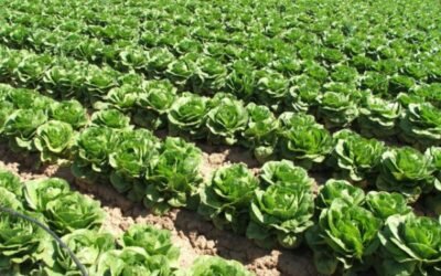 Agua y agricultura