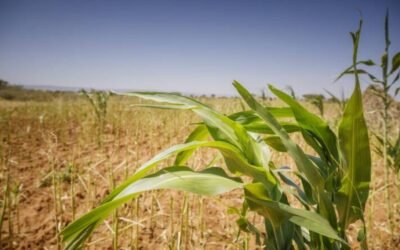 El índice FAO de precios mundiales de los alimentos básicos cae por primera vez en 12 meses