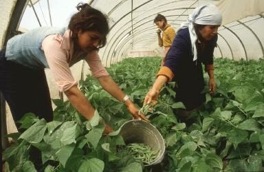 El MAPA espera que al menos 500 jóvenes agricultores accedan al Programa CULTIVA de formación en explotaciones modelo