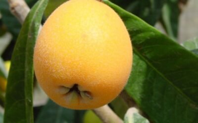 El riego deficitario como herramienta para una fruticultura sostenible