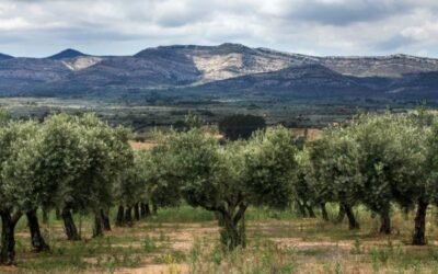 Cooperativas rebaja sus estimaciones de producción de aceite de oliva por la falta de lluvias