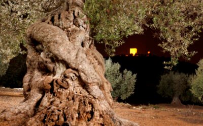 La nueva PAC contempla una asignación de 30 millones anuales al sector del olivar tradicional