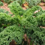 Los productores ecológicos piden una PAC que les premie antes que a otros modelos y se reconozca sus dificultades