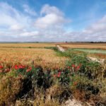 Solo la mitad de los ecoesquemas planteados resultarían útiles para lograr los objetivos ambientales suscritos por España