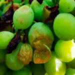 El tercer temporal de pedrisco de esta campaña deja daños y afectará a la producción de uva del Medio Vinalopó