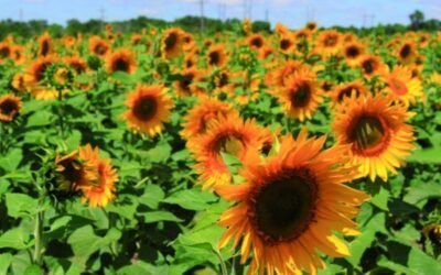 España aumenta en un 80% su importación de pipas de girasol en cinco años