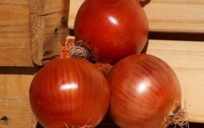 Bejo analiza las claves en el manejo de la cebolla para conservación