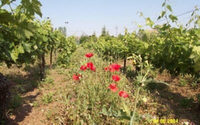 La superficie de cultivo con prácticas ecológicas aumentó un 3,5% sumando casi 2,44 Mha en 2020