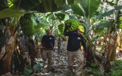 El sector platanero canario denuncia en Bruselas la modificación de la Ley de la Cadena Alimentaria