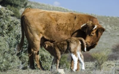 De Heus lanza un nuevo programa nutricional para optimizar el ciclo reproductivo de las vacas nodrizas