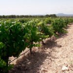 El sector vitivinícola murciano, a través de la calidad, pretende frenar el abandono de viñedos: La mitad que había en 2001