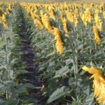 La siembra directa, un ecoesquema de la PAC con base científica para abordar los problemas medioambientales de España