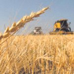 Los nervios llegan a los mercados cerealistas y provocan una subida de forma generalizada con el trigo duro subiendo 29€