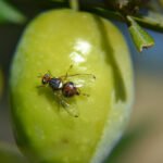 Todo listo en la DO Sierra Mágina para el control y tratamientos contra la plaga de la mosca del olivo
