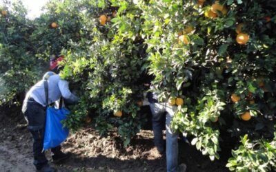 Encuesta EPA: la ocupación en agricultura aumenta en 13.100 personas en el segundo trimestre