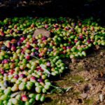 El calor pasa factura y Cooperativas ya prevé una producción de aceite de oliva inferior debido a la falta de lluvias