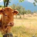 Miles de hectáreas protegidas de los incendios del verano gracias al pastoreo de las vacas-bomberas en montes y dehesas