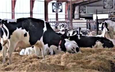 Pérdidas de 1.231 a 1.464 €/mes de media por granja por los bajos precios de la leche de vaca en los últimos tres años