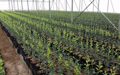 La CE aprueba 19 M€ para protección contra los insectos vectores en los viveros