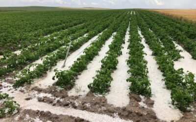 Más de 111 M€ de indemnizaciones del seguro agrario por siniestros en el campo durante junio