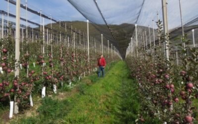 Retos para una fruticultura eficiente y sostenible