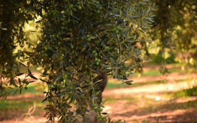 Andalucía mejora y ajusta el seguro de olivar