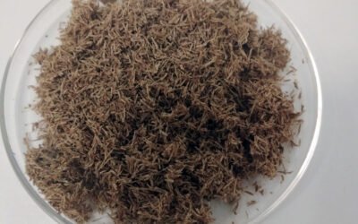 El proyecto Bionanocel para fabricar un envase alimentario a partir de residuos del oliva, girasol y algodón, sigue avanzando