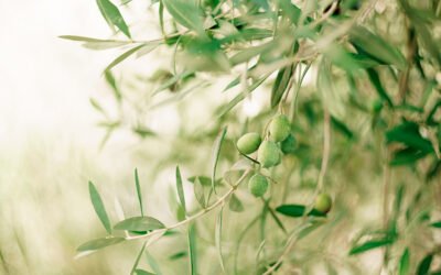 Aceites García de la Cruz y Castillo de Canena, premio BBVA a los Mejores Productores Sostenibles