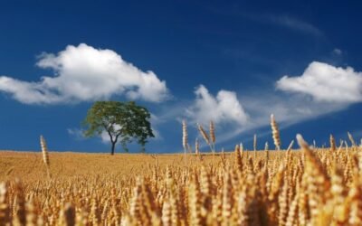 COPA-Cogeca prevé mayores cosechas de cereales y oleaginosas en la UE en la nueva campaña 2021/22