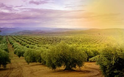Olivicultura y cambio climático