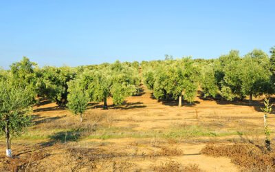 Nuevo socio de la Asociación de Paisajes de Olivar de Andalucía Patrimonio Mundial
