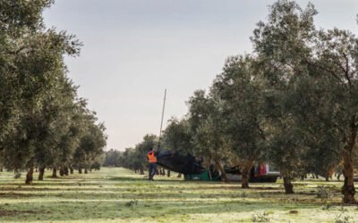 La DOP Estepa presentará una innovadora “Calculadora de erosión de suelo”
