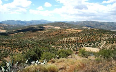 Cooperativas Agro-alimentarias de España estima una producción de aceite de oliva inferior debido a la falta de lluvias