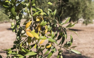 El Grupo Salud Olivar diseña una estrategia integrada para el control de enfermedades del olivo