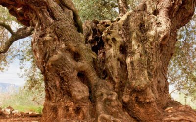 “Olivo Mil·lènia” se alza con el XVIII Premio AEMO al Mejor Olivo Monumental de España