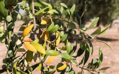 Diseñan una estrategia integrada para el control de enfermedades del olivo