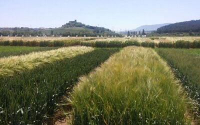 Cooperativas eleva su previsión de cosecha de cereales a 24,47 millones de toneladas